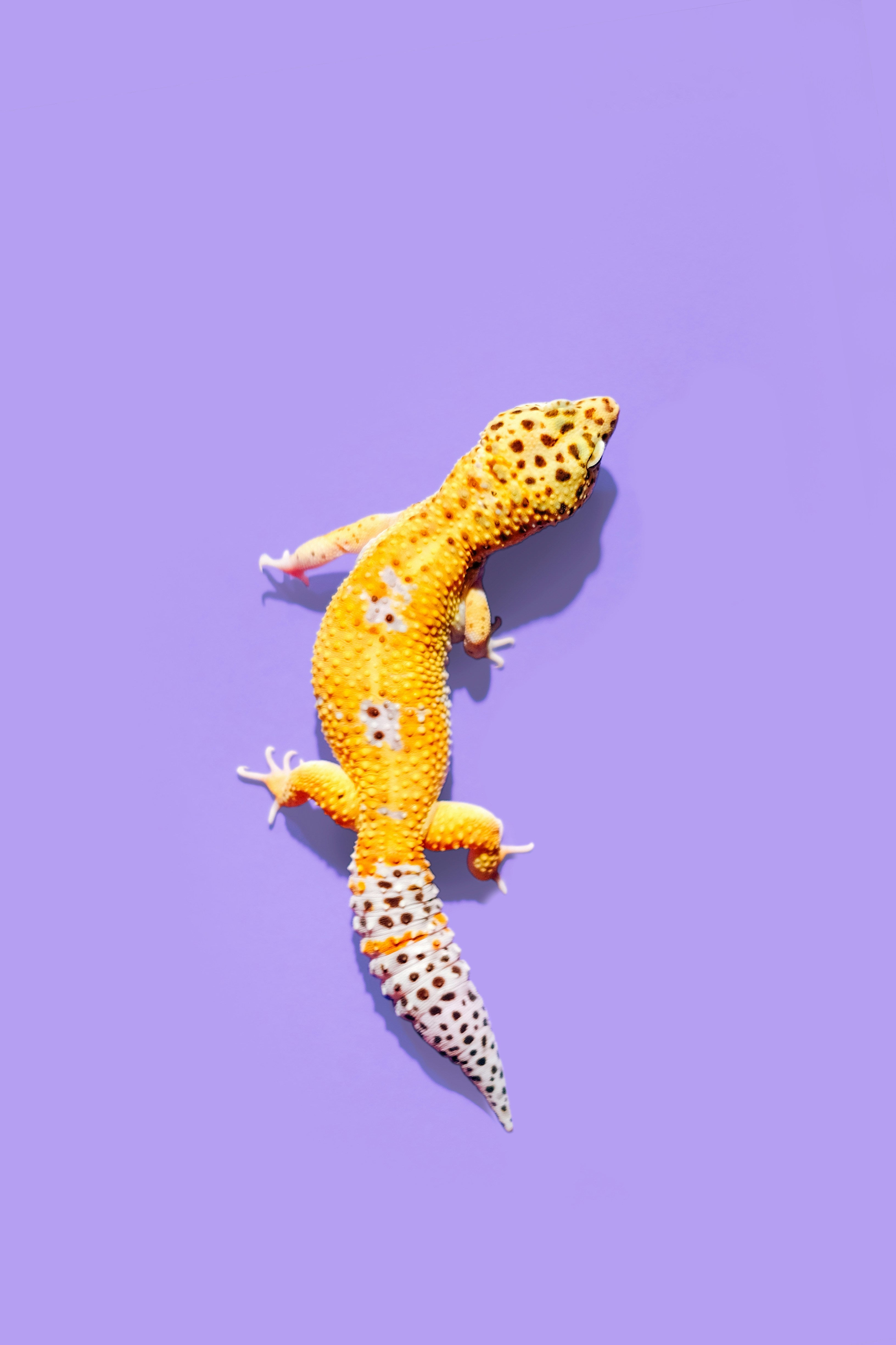 Reptielen & Schildpadden