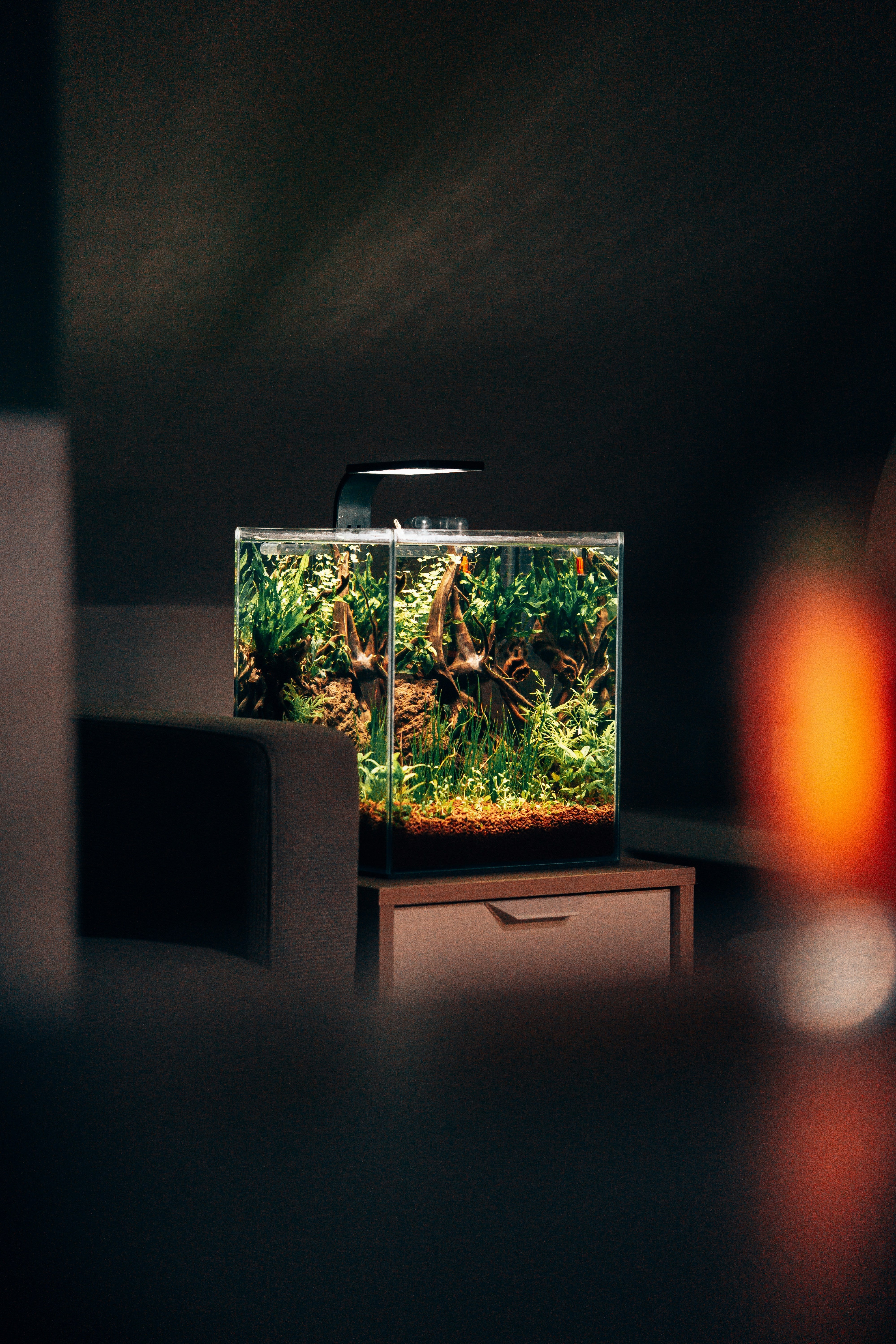 Aquarium & Vissen